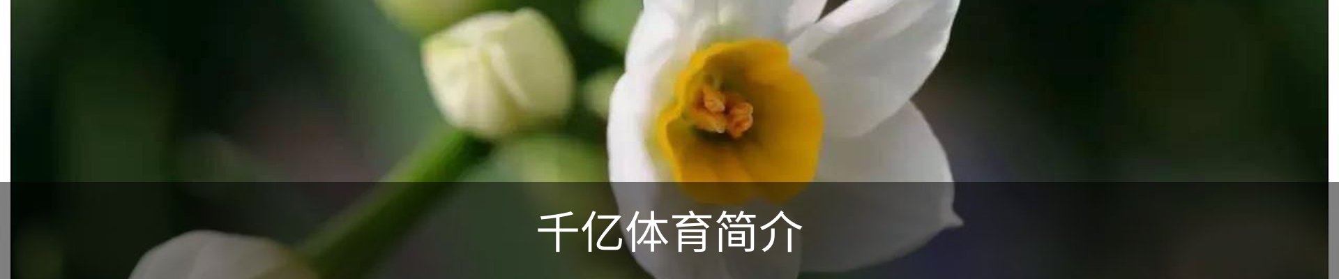 千亿体育简介